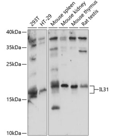 IL31 Rabbit Polyclonal Antibody