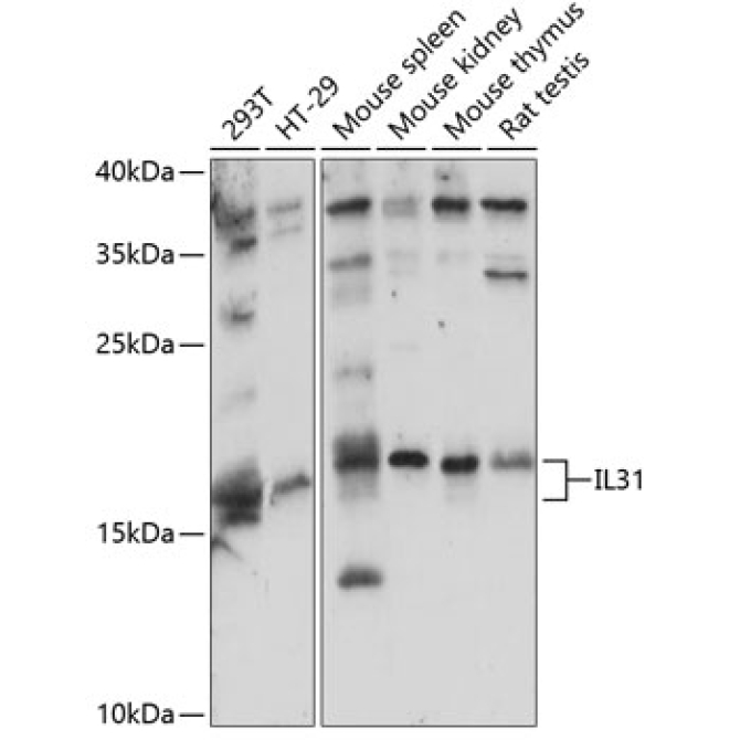 IL31 Rabbit Polyclonal Antibody