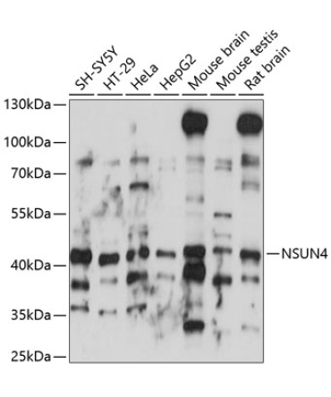 NSUN4 Rabbit Polyclonal Antibody