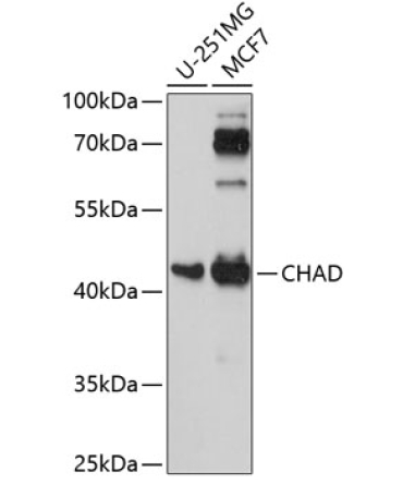 CHAD Rabbit Polyclonal Antibody