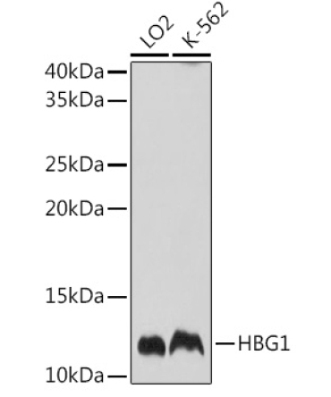 HBG1 Rabbit Polyclonal Antibody