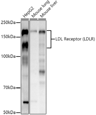 LDL Receptor (LDLR) Rabbit Polyclonal Antibody