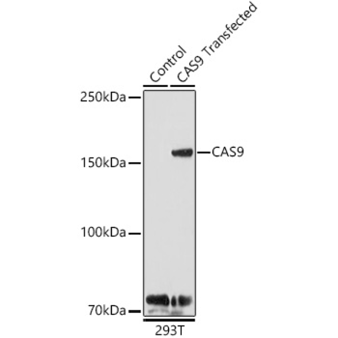 CAS9 Rabbit Polyclonal Antibody