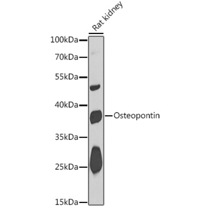 Osteopontin Rabbit Polyclonal Antibody