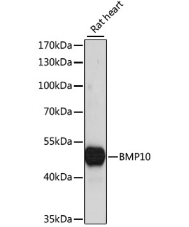 BMP10 Rabbit Polyclonal Antibody