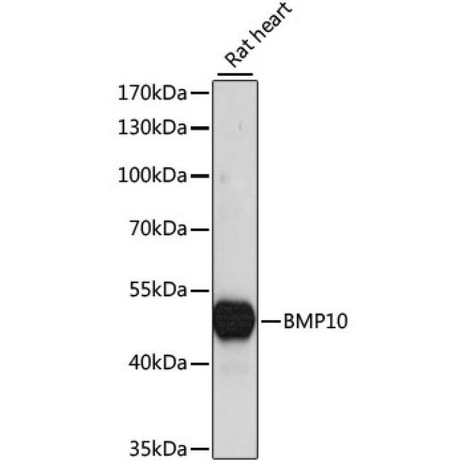 BMP10 Rabbit Polyclonal Antibody