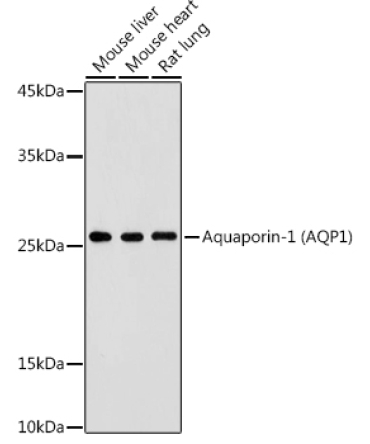 Aquaporin-1 (AQP1) Rabbit Polyclonal Antibody