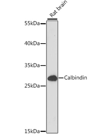 Calbindin Rabbit Polyclonal Antibody