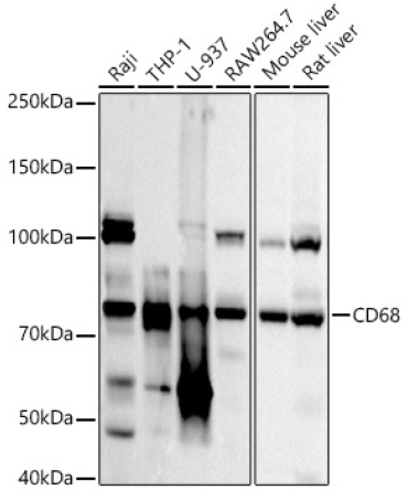 CD68 Rabbit Polyclonal Antibody