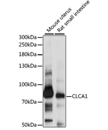 CLCA1 Rabbit Polyclonal Antibody