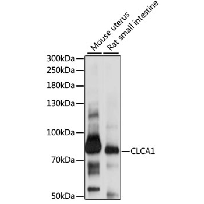 CLCA1 Rabbit Polyclonal Antibody