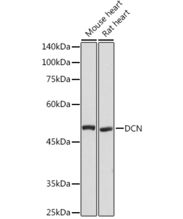 DCN Rabbit Polyclonal Antibody