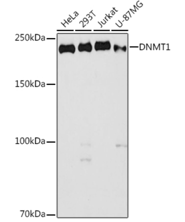 DNMT1 Rabbit Polyclonal Antibody
