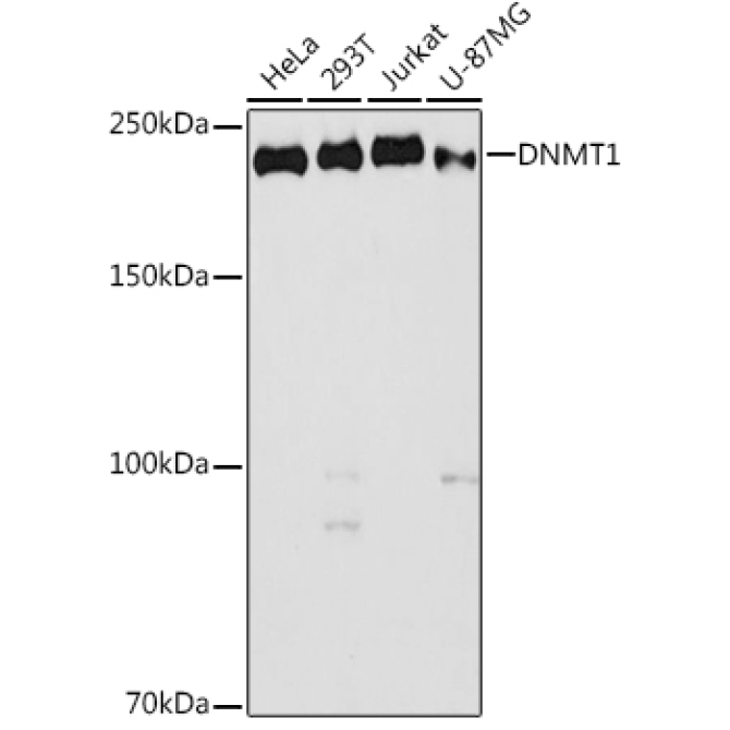 DNMT1 Rabbit Polyclonal Antibody