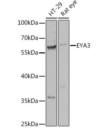EYA3 Rabbit Polyclonal Antibody