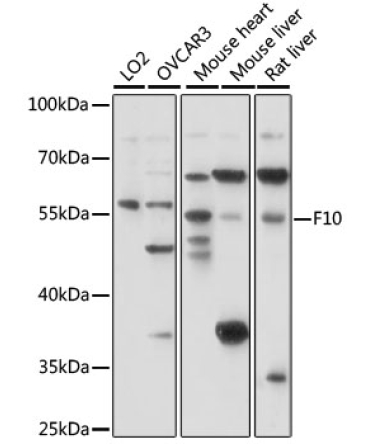 F10 Rabbit Polyclonal Antibody
