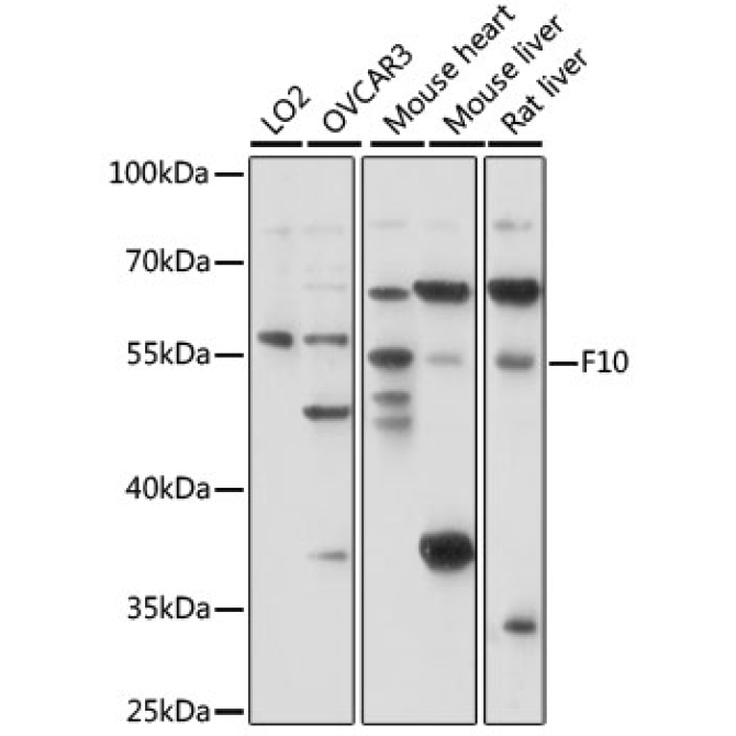 F10 Rabbit Polyclonal Antibody
