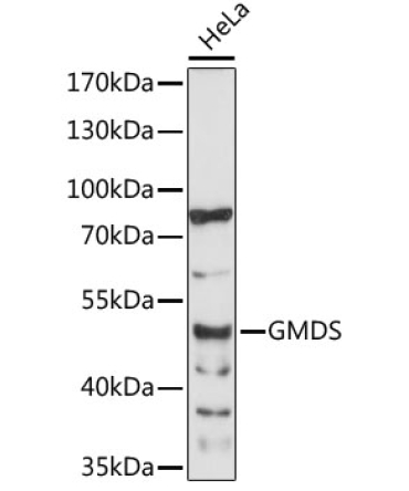 GMDS Rabbit Polyclonal Antibody