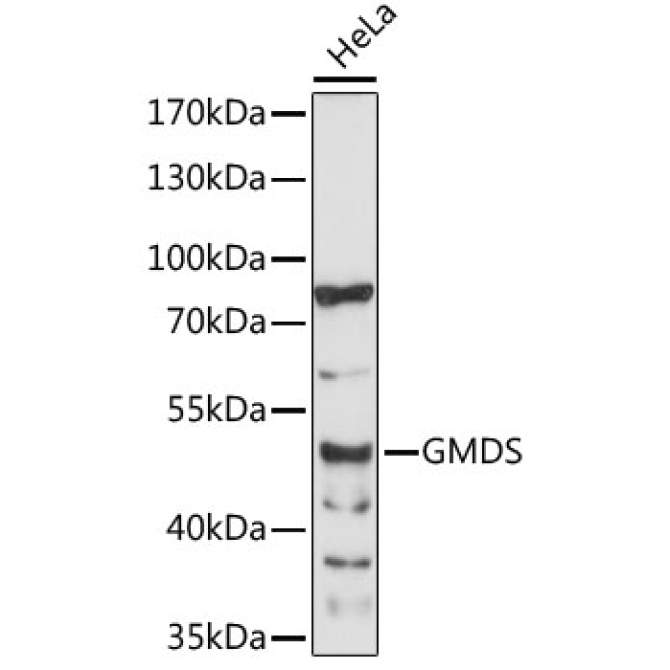 GMDS Rabbit Polyclonal Antibody