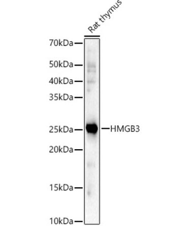 HMGB3 Rabbit Polyclonal Antibody