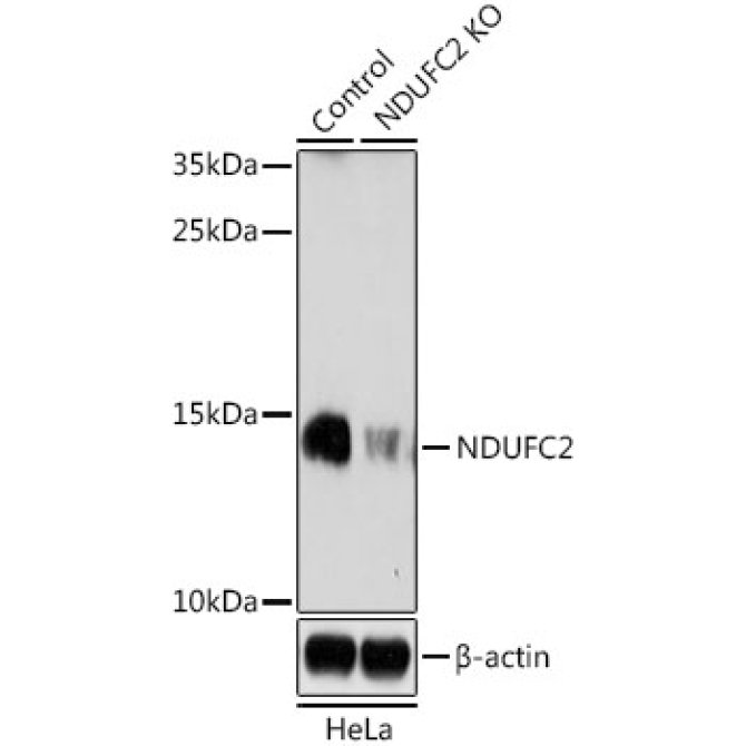 NDUFC2 Rabbit Polyclonal Antibody [KO Validated]