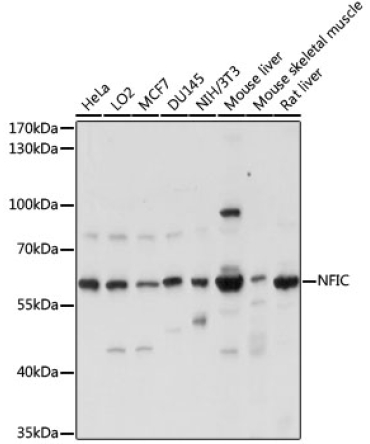 NFIC Rabbit Polyclonal Antibody