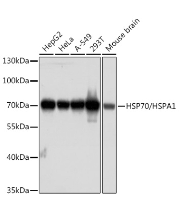 HSP70/HSPA1 Mouse Monoclonal Antibody