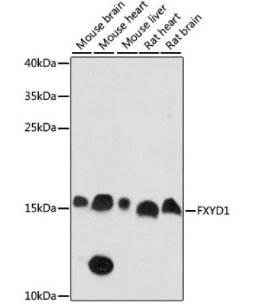 FXYD1 Rabbit Polyclonal Antibody