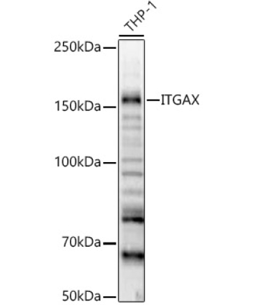 ITGAX Rabbit Polyclonal Antibody