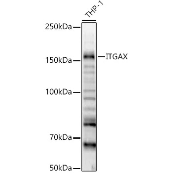 ITGAX Rabbit Polyclonal Antibody