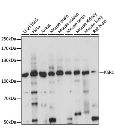 KSR1 Rabbit Polyclonal Antibody