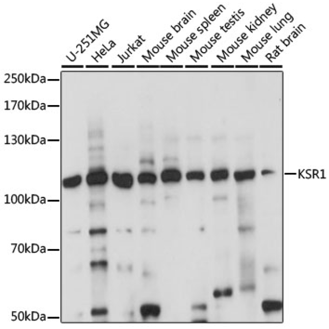 KSR1 Rabbit Polyclonal Antibody