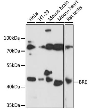 BRE Rabbit Polyclonal Antibody