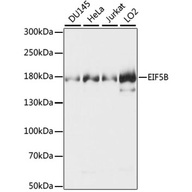 EIF5B Rabbit Polyclonal Antibody