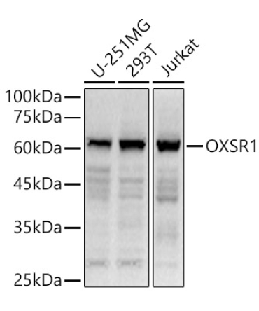 OXSR1 Rabbit Polyclonal Antibody