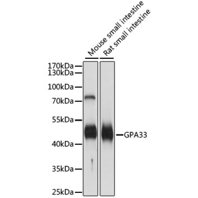 GPA33 Rabbit Polyclonal Antibody