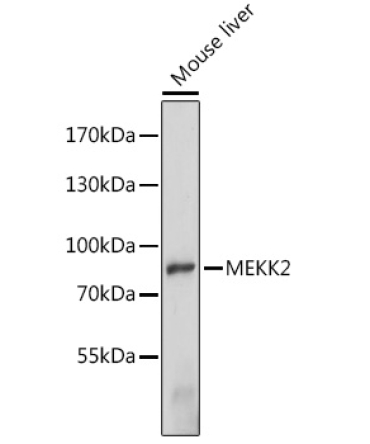 MEKK2 Rabbit Polyclonal Antibody