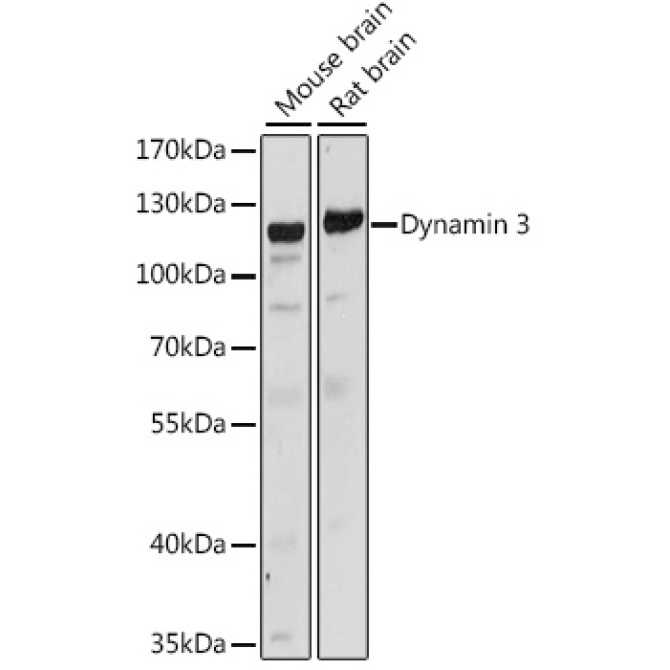 Dynamin 3 Rabbit Polyclonal Antibody