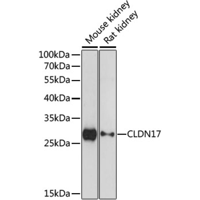CLDN17 Rabbit Polyclonal Antibody