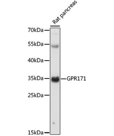 GPR171 Rabbit Polyclonal Antibody