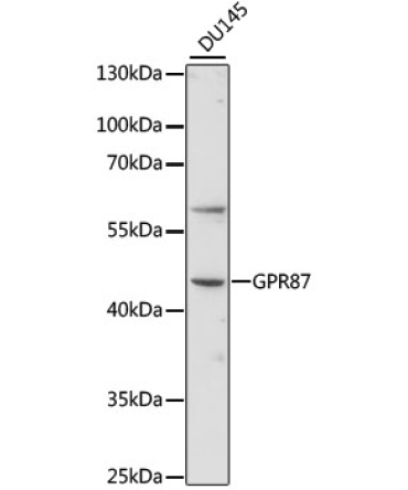 GPR87 Rabbit Polyclonal Antibody