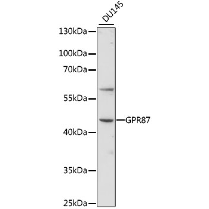 GPR87 Rabbit Polyclonal Antibody