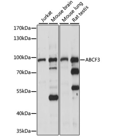 ABCF3 Rabbit Polyclonal Antibody