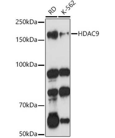 HDAC9 Rabbit Polyclonal Antibody