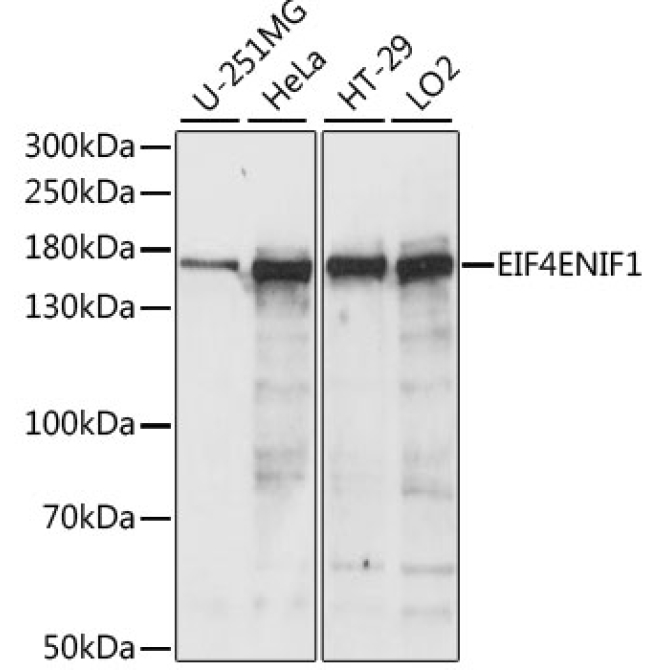 EIF4ENIF1 Rabbit Polyclonal Antibody