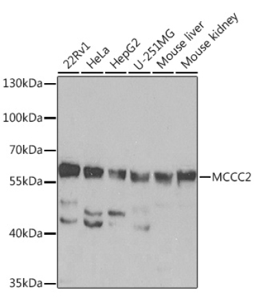 MCCC2 Rabbit Polyclonal Antibody