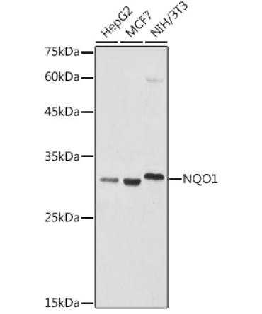 NQO1 Rabbit Polyclonal Antibody
