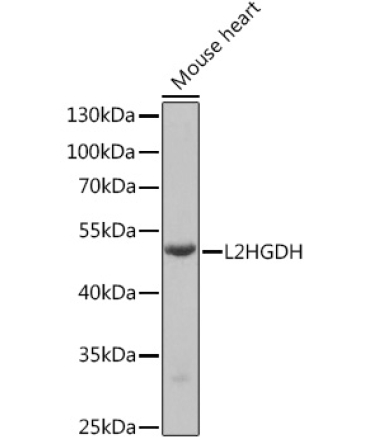 L2HGDH Rabbit Polyclonal Antibody