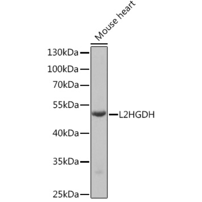 L2HGDH Rabbit Polyclonal Antibody