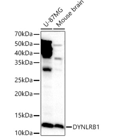 DYNLRB1 Rabbit Polyclonal Antibody